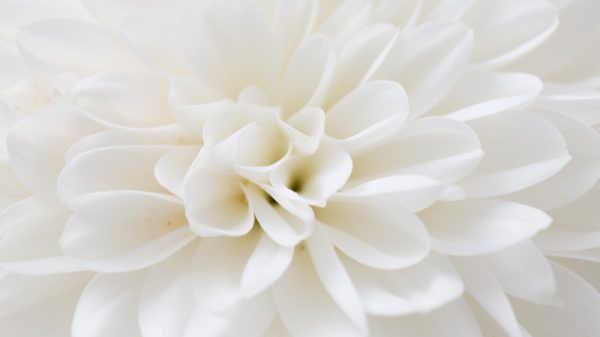 Weiße Blumen Nahaufnahmen