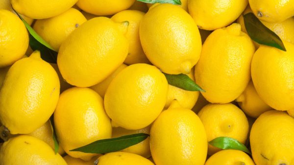 Viele gelbe Zitronen